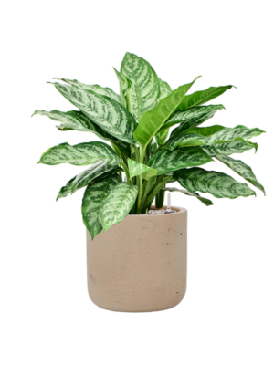 Aglaonema 'Chantal' en Rough