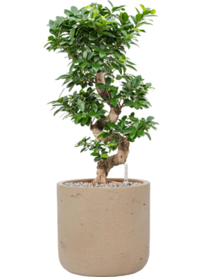 Ficus microcarpa 'Compacta' en Rough