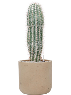 Pachycereus pringlei en Rough
