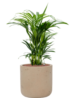 Kentia (Howea) forsteriana en Rough