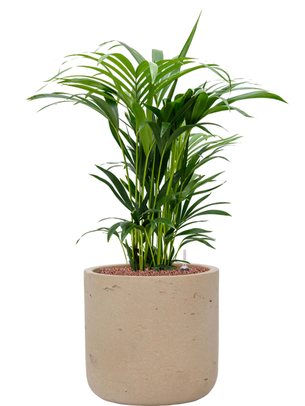 Kentia (Howea) forsteriana en Rough, Pottery Pots