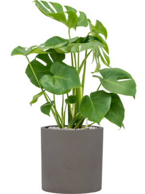 Monstera deliciosa en Rough