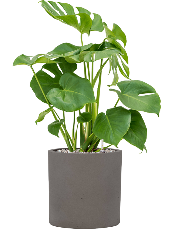 Monstera deliciosa en Rough, Pottery Pots