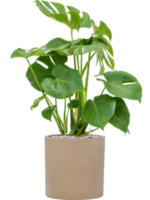 Monstera deliciosa en Rough