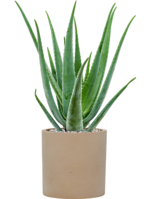 Aloe vera barbadensis en Rough