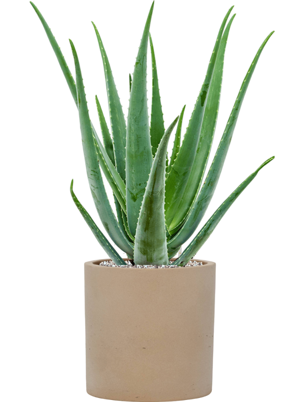Aloe vera barbadensis en Rough, Pottery Pots