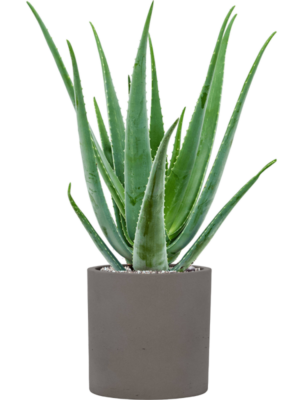 Aloe vera barbadensis en Rough
