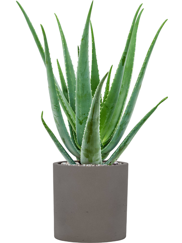 Aloe vera barbadensis en Rough, Pottery Pots