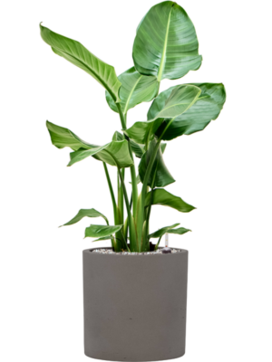 Strelitzia nicolai en Rough