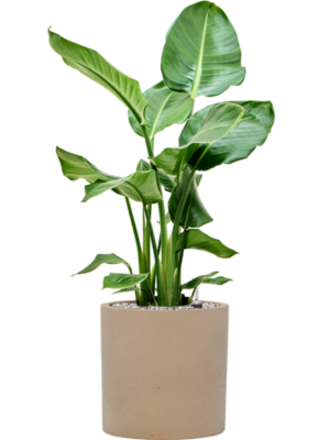 Strelitzia nicolai en Rough