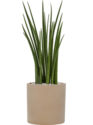 Sansevieria cylindrica 'Spikes' en Rough