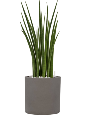Sansevieria cylindrica 'Spikes' en Rough