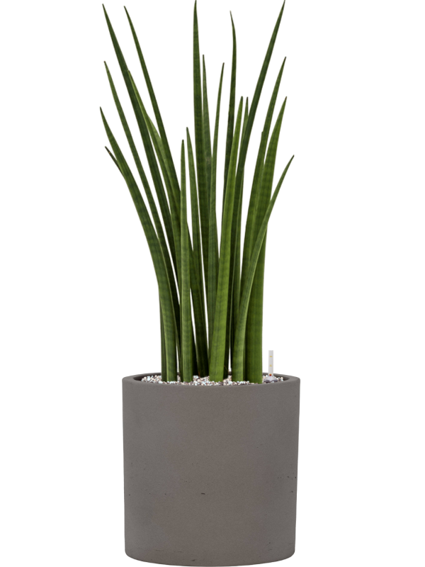 Sansevieria cylindrica 'Spikes' en Rough, Pottery Pots