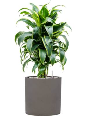 Dracaena fragrans 'Dorado' en Rough