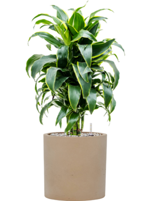 Dracaena fragrans 'Dorado' en Rough