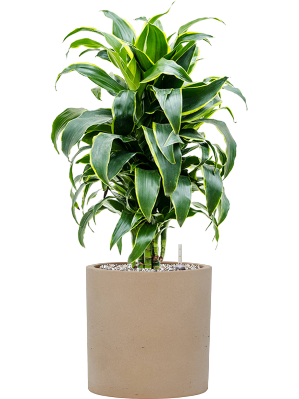 Dracaena fragrans 'Dorado' en Rough, Pottery Pots