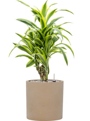 Dracaena fragrans 'Lemon Lime' en Rough