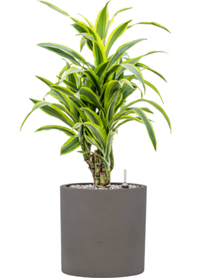 Dracaena fragrans 'Lemon Lime' en Rough