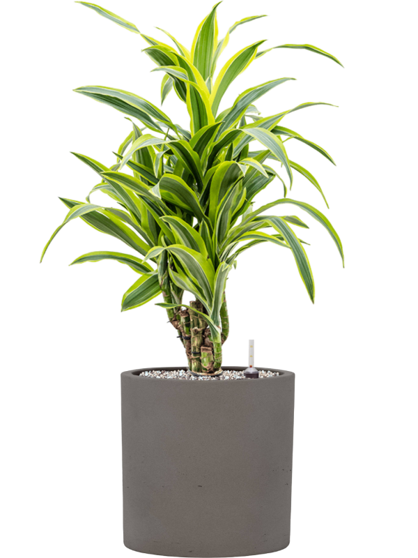 Dracaena fragrans 'Lemon Lime' en Rough, Pottery Pots