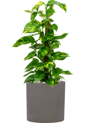 Scindapsus (Epipremnum) 'Aureum' en Rough