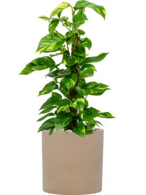 Scindapsus (Epipremnum) 'Aureum' en Rough