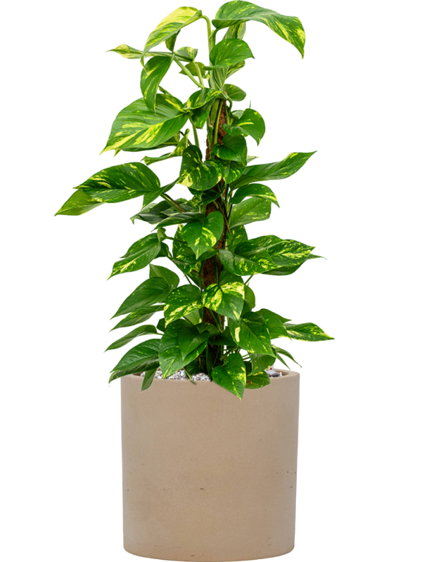 Scindapsus (Epipremnum) 'Aureum' en Rough, Pottery Pots