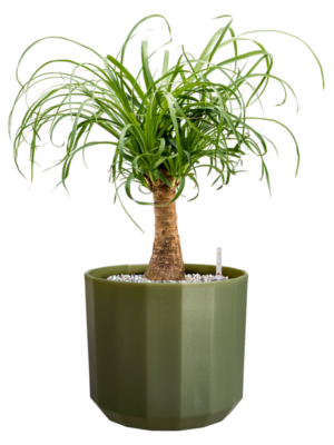 Beaucarnea recurvata en Facet