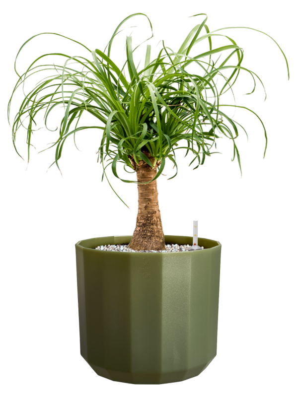 Beaucarnea recurvata en Facet, Elho