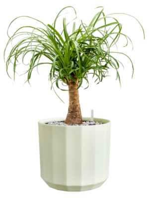 Beaucarnea recurvata en Facet