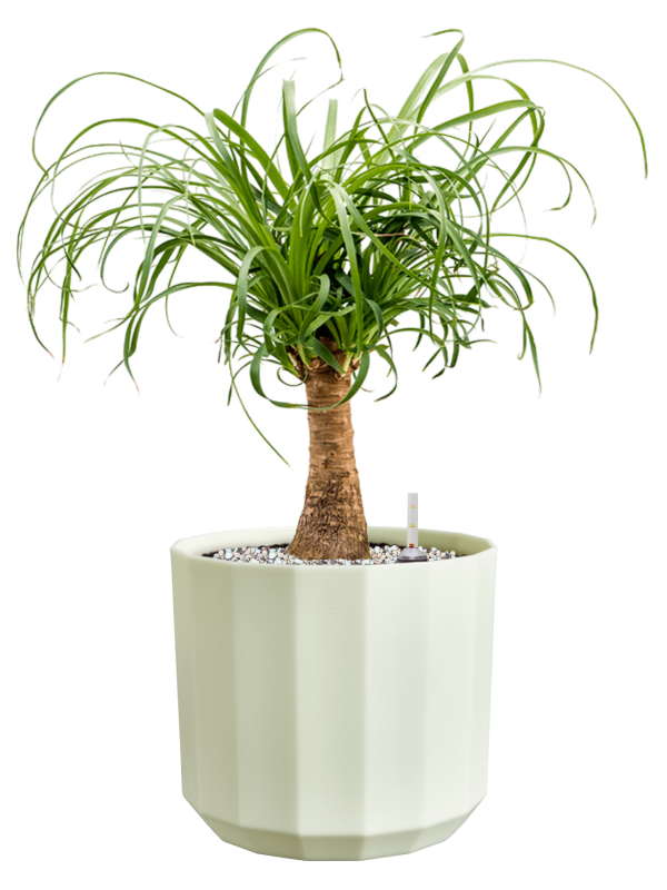 Beaucarnea recurvata en Facet, Elho