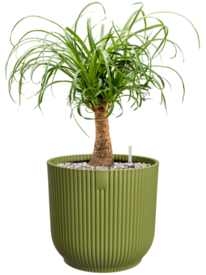 Beaucarnea recurvata en Vibes Fold