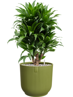 Dracaena fragrans 'Compacta' en Vibes Fold