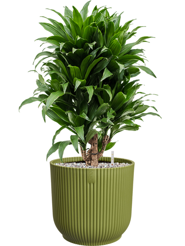 Dracaena fragrans 'Compacta' en Vibes Fold, Elho