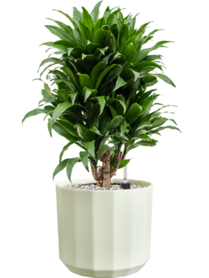 Dracaena fragrans 'Compacta' en Facet