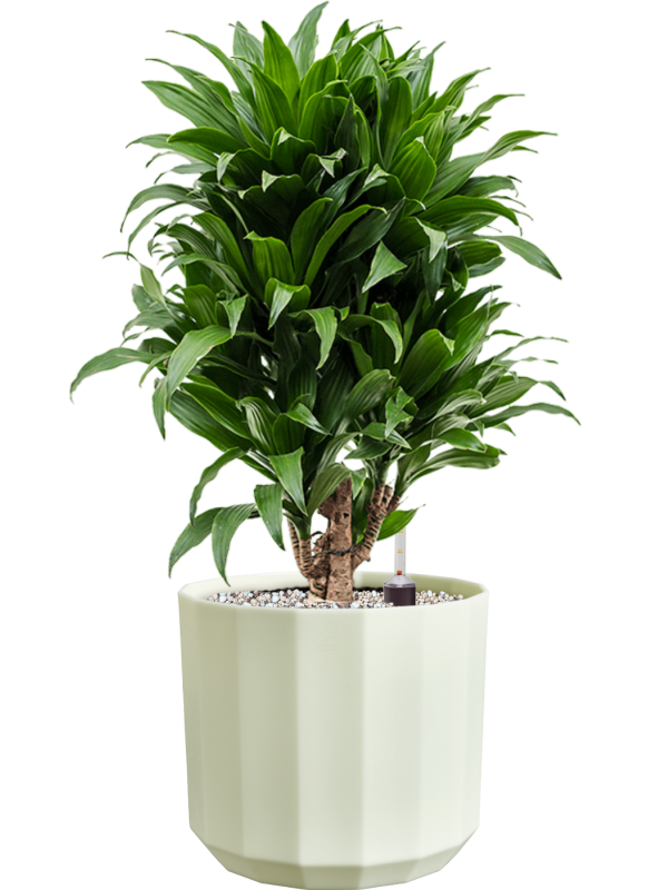 Dracaena fragrans 'Compacta' en Facet, Elho