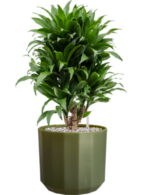 Dracaena fragrans 'Compacta' en Facet