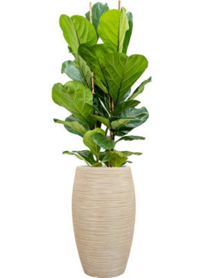 Ficus lyrata en Baq Dune