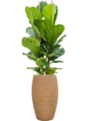 Ficus lyrata en Baq Dune