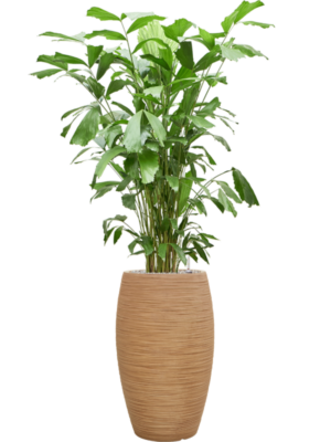 Caryota mitis en Baq Dune