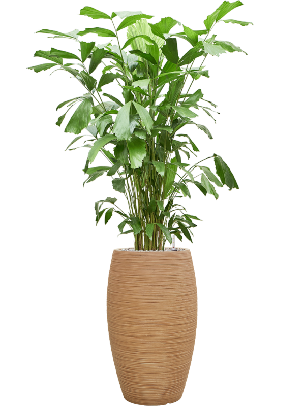 Caryota mitis en Baq Dune