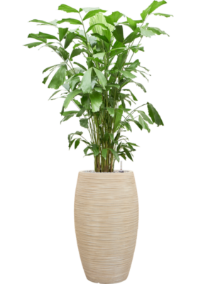Caryota mitis en Baq Dune