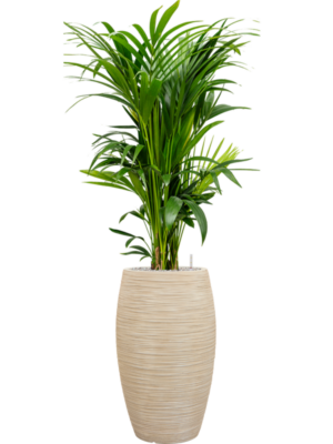 Kentia (Howea) forsteriana en Baq Dune