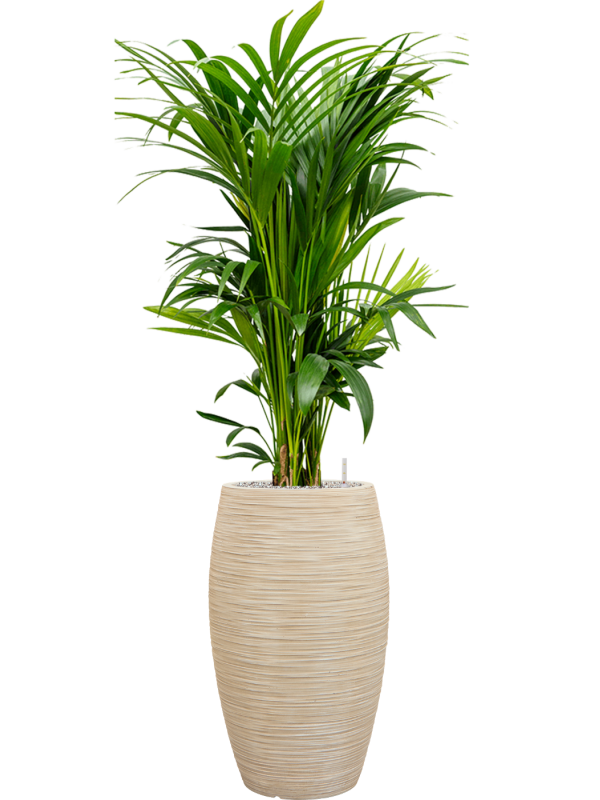 Kentia (Howea) forsteriana en Baq Dune