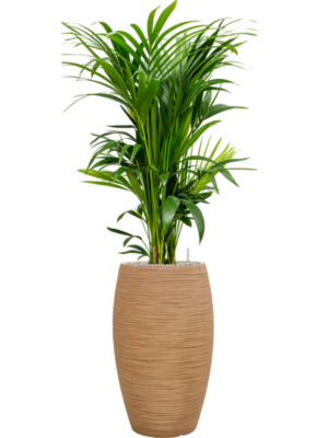 Kentia (Howea) forsteriana en Baq Dune