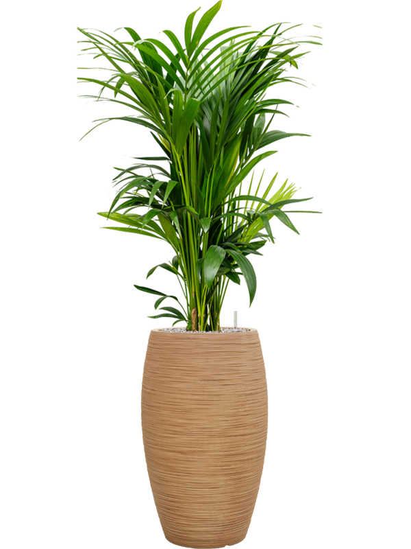 Kentia (Howea) forsteriana en Baq Dune