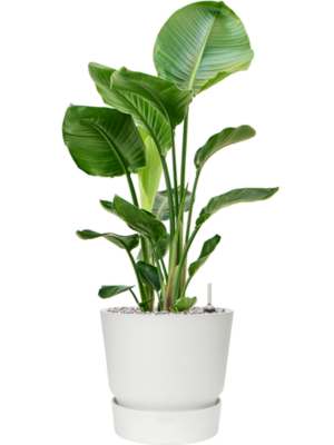 Strelitzia nicolai en Greenville