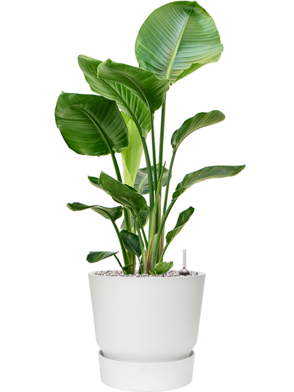 Strelitzia nicolai en Greenville, Elho