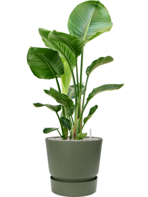 Strelitzia nicolai en Greenville