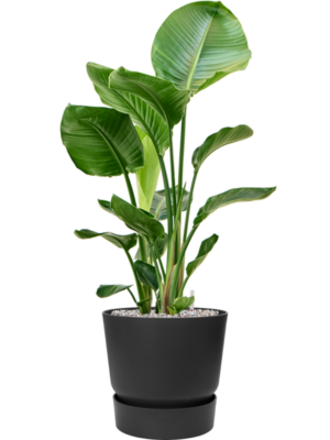 Strelitzia nicolai en Greenville