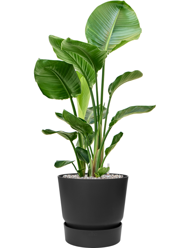 Strelitzia nicolai en Greenville, Elho